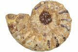 Jurassic Cut & Polished Ammonite Fossil (Half)- Madagascar #216008-1